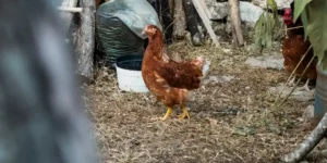 معرفی و اهمیت پوشال مرغداری